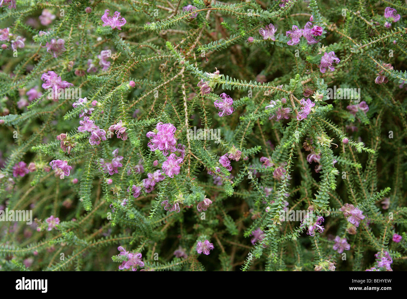 Claw Honey Myrtle, Melaleuca pulchella, Myrtaceae, South-West Australia Stock Photo