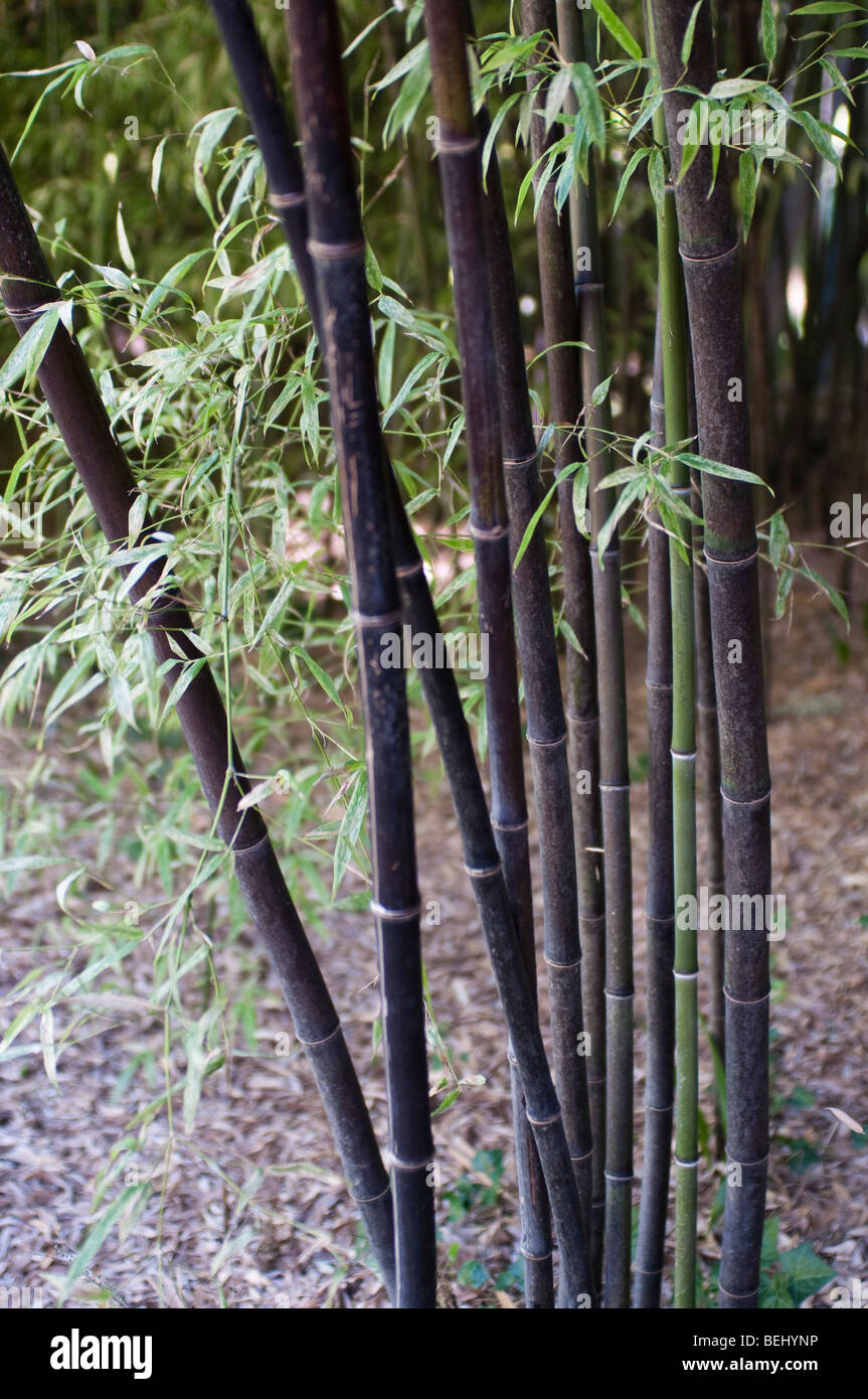 Black bamboo, Phyllostachys nigra Lodd. Munro, Bamboo garden