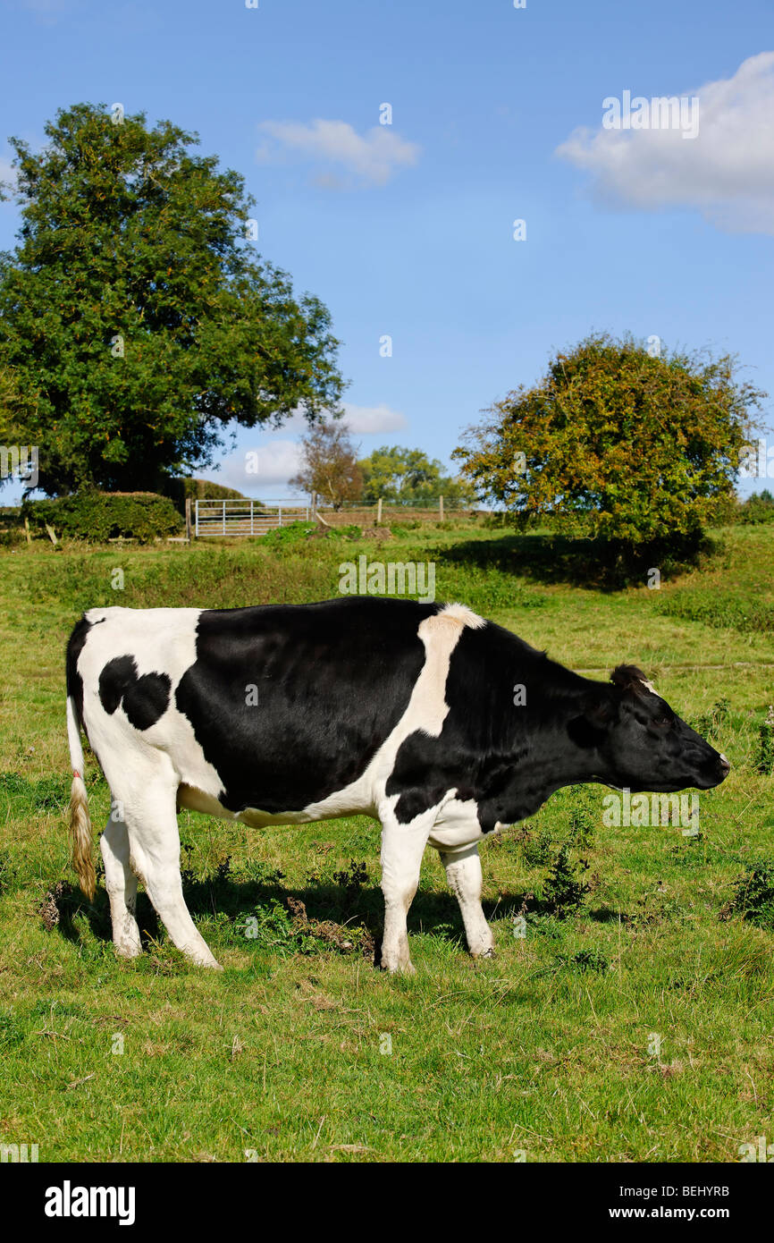 Dairy Cow - Side on profile Stock Photo
