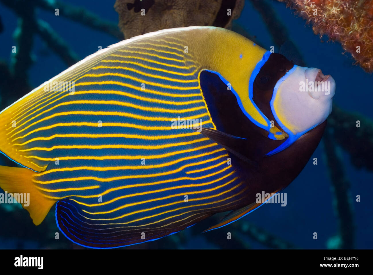 Emperor Angelfish under water Stock Photo - Alamy