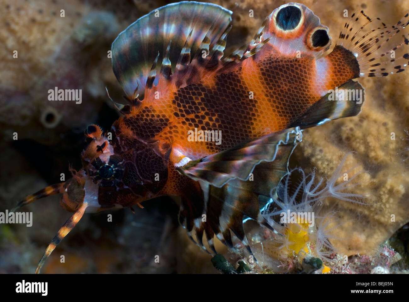 Twinspot Lionfish under water. Stock Photo