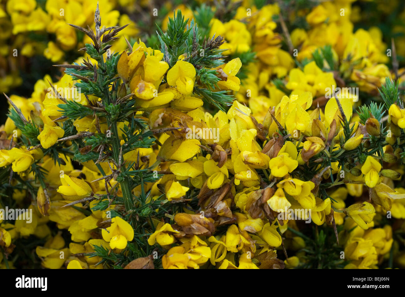 Common gorse (Ulex europaeus) in flower, Brittany, France Stock Photo