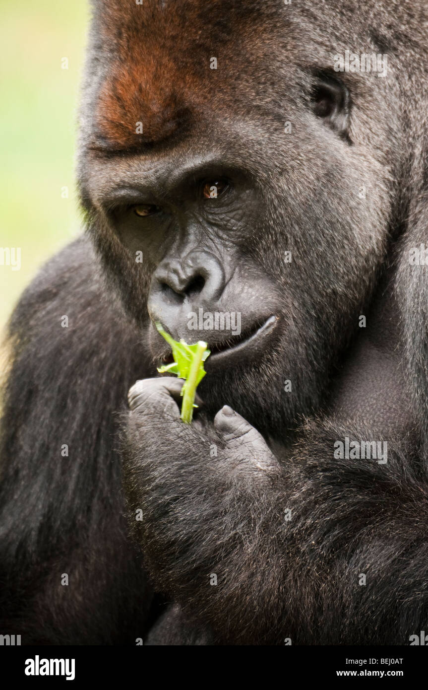 Funny gorilla hires stock photography and images Alamy