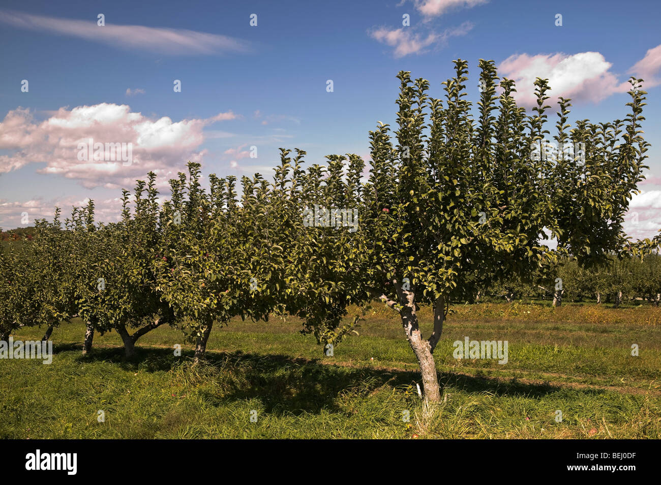 Mcintosh Apple tree Stock Photo Alamy