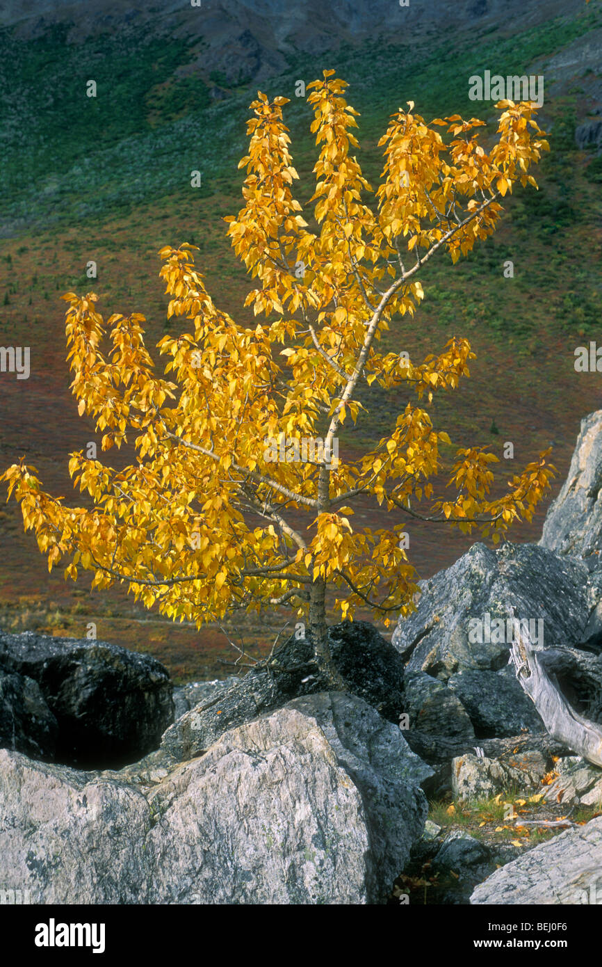 Populus balsamifera hires stock photography and images Alamy