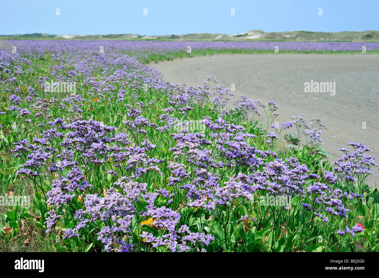 Sea lavender (Limonium vulgare) in flower in salt marsh along the North Sea at the nature reserve Het Zwin, Knokke, Belgium Stock Photo
