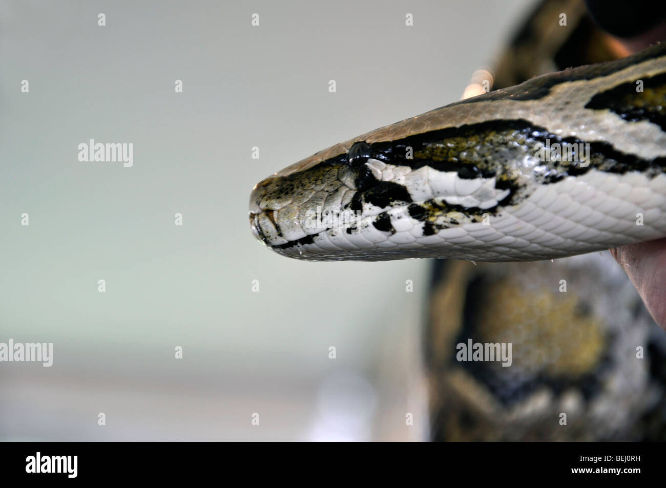 Python head head hi-res stock photography and images - Alamy