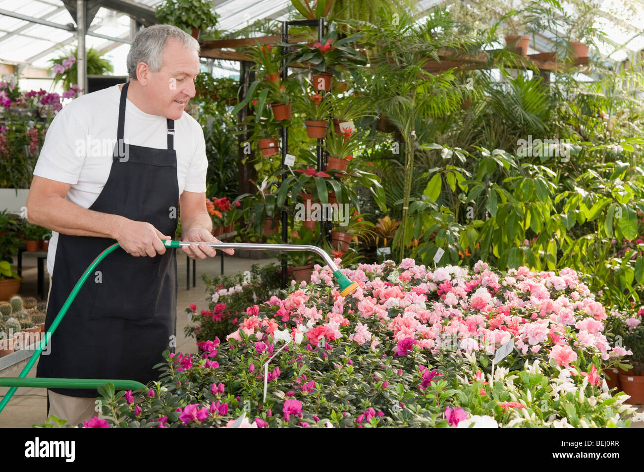 Man watering plants in a garden center Stock Photo