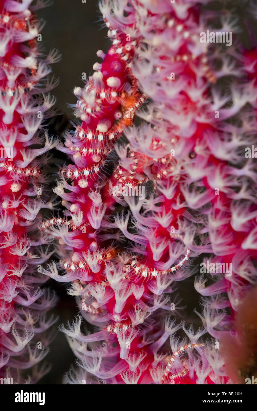 Brittle Star in a gorgonian under water. Stock Photo