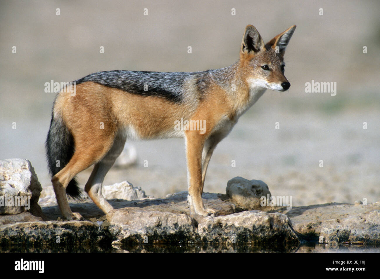 Black-backed jackal (Canis mesomelas) at waterhole in the Kalahari desert, Kgalagadi Transfrontier Park, South Africa Stock Photo