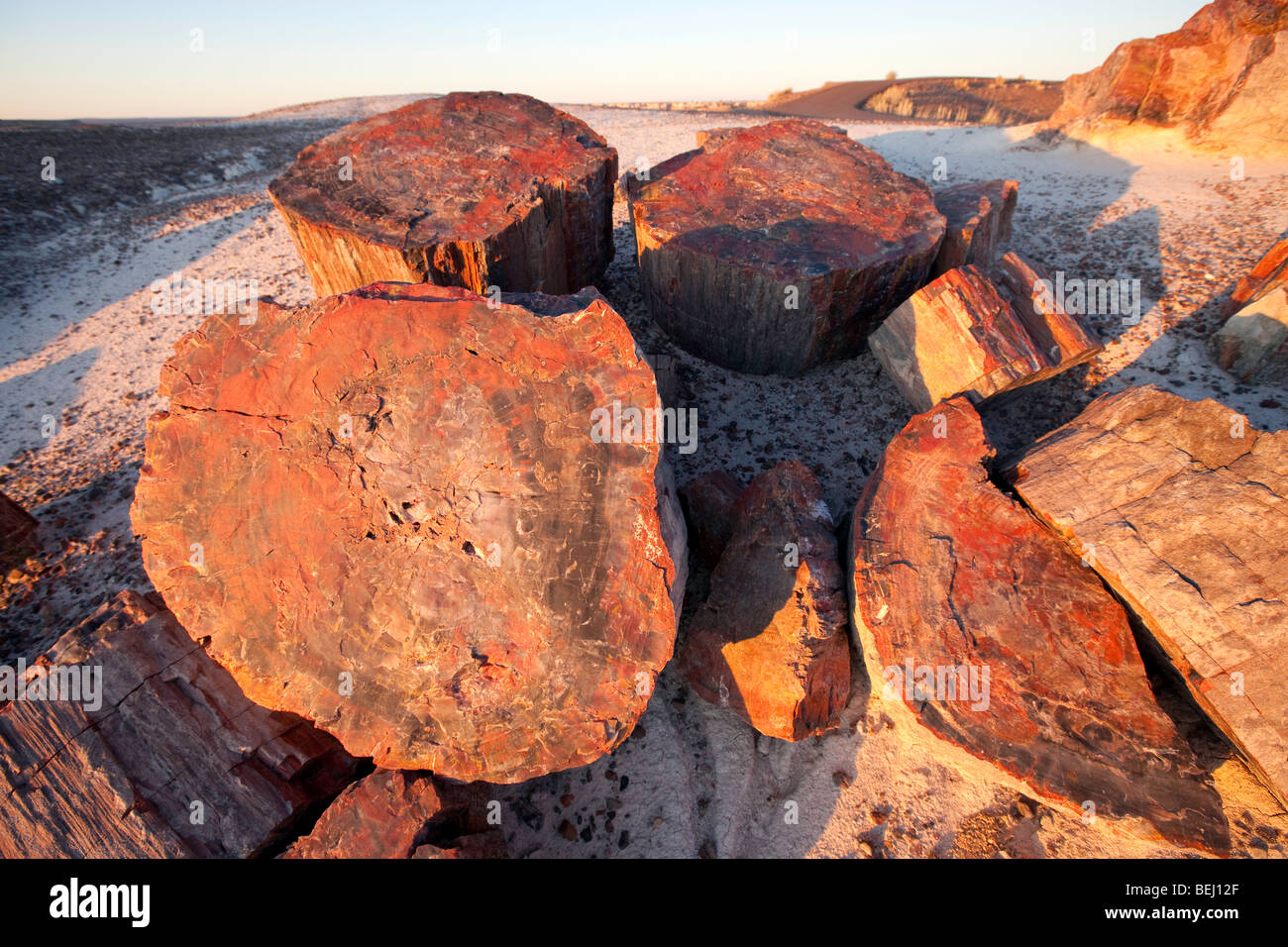 Petrified Logs, Petrified Forest National Park, Arizona Stock Photo