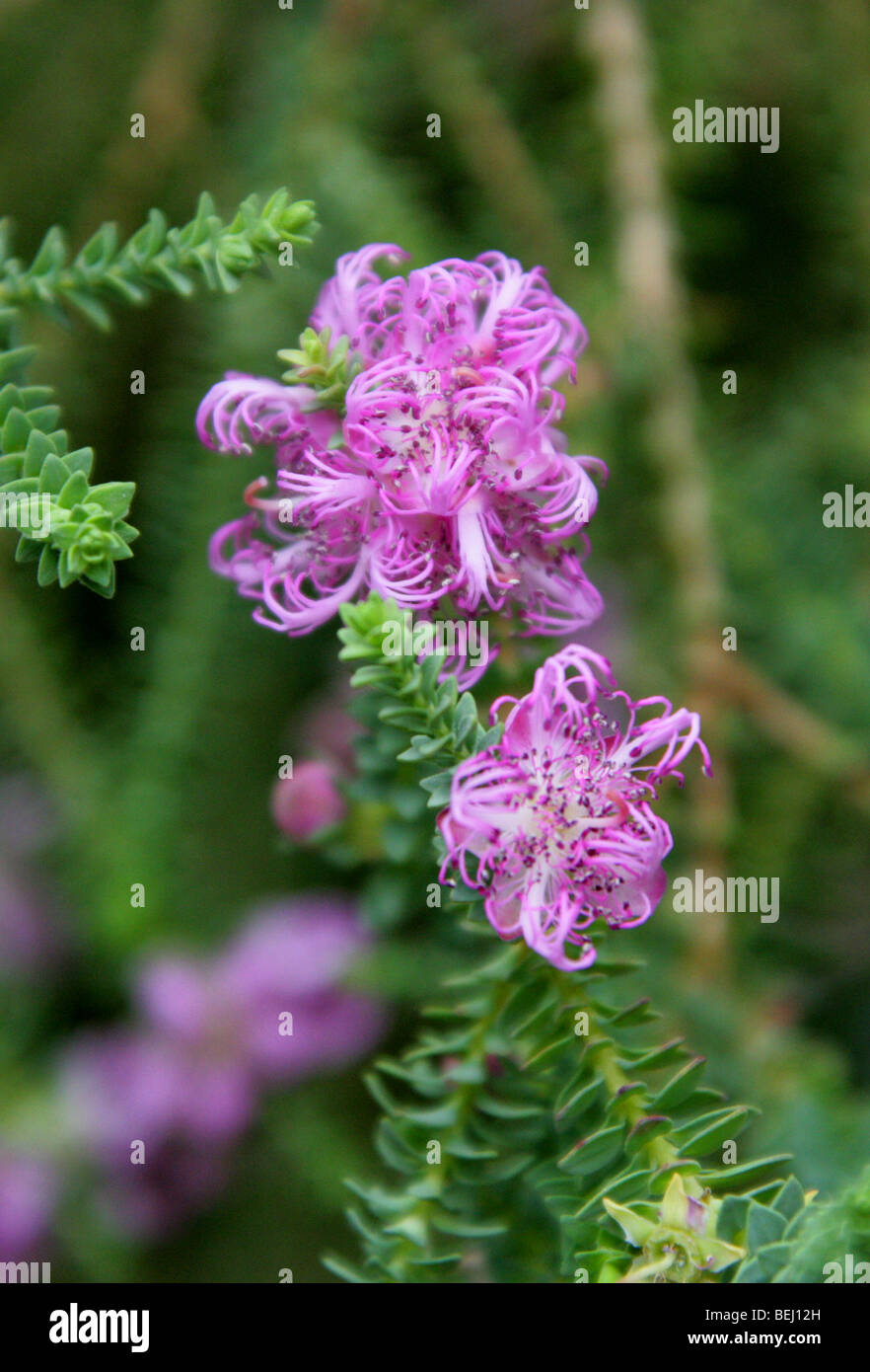 Claw Honey Myrtle, Melaleuca pulchella, Myrtaceae, South-West Australia Stock Photo