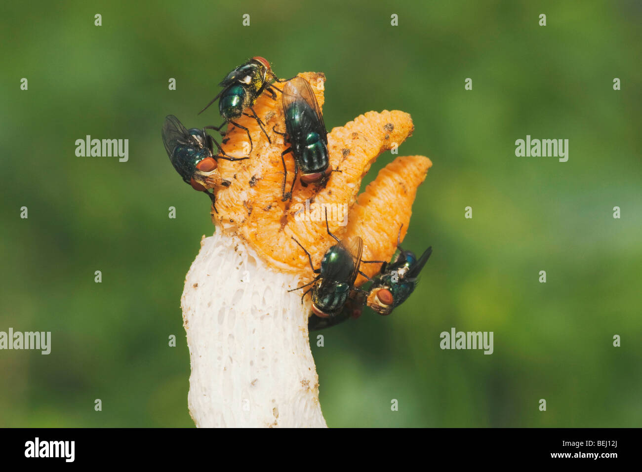 Flesh eating animals hires stock photography and images Alamy