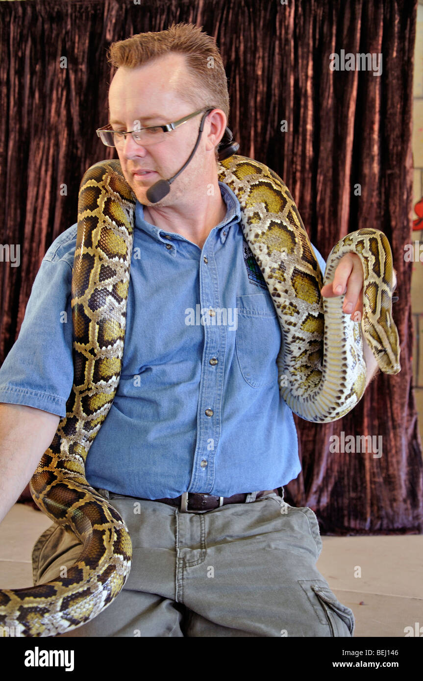 Man with Burmese python Stock Photo