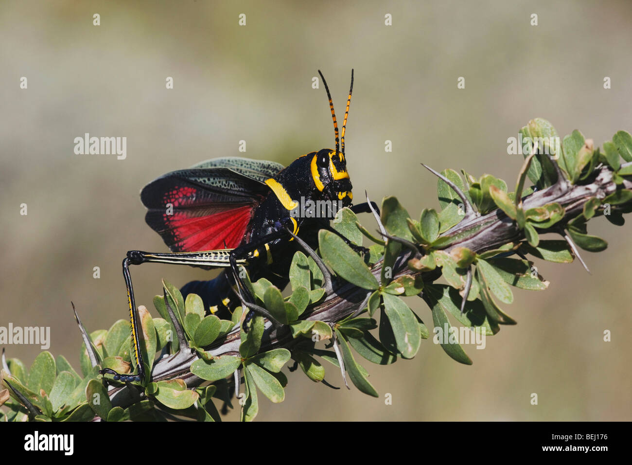 Horse Lubber Grasshopper (Taeniopoda eques), adult in defense pose on Ocotillo,Big Bend National Park, Chihuahuan Desert, Texas Stock Photo