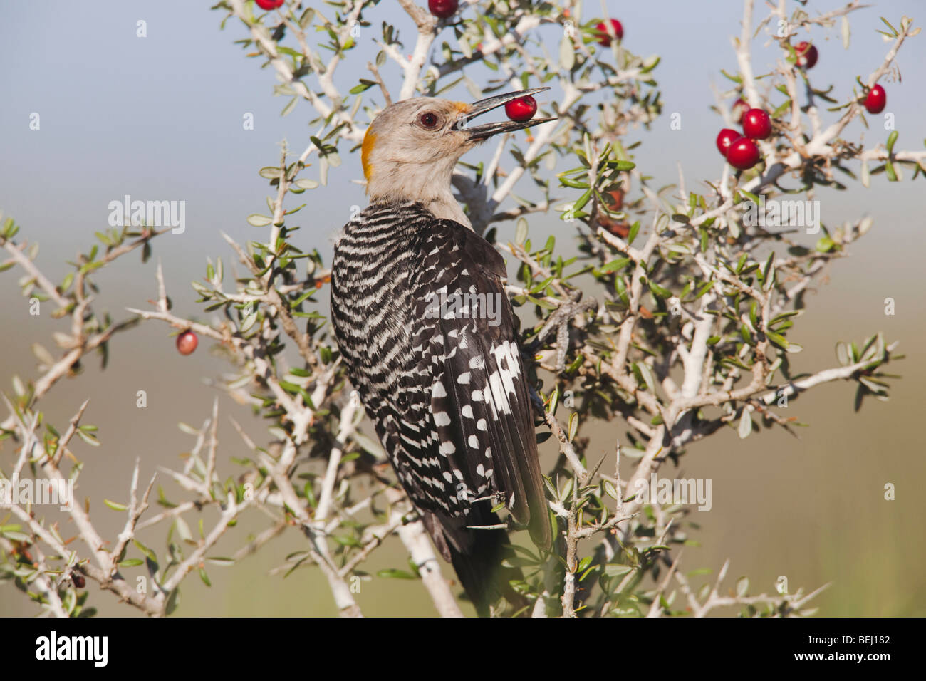 Golden-fronted Woodpecker (Melanerpes aurifrons), adult eating berries, Sinton, Corpus Christi, Coastal Bend, Texas, USA Stock Photo