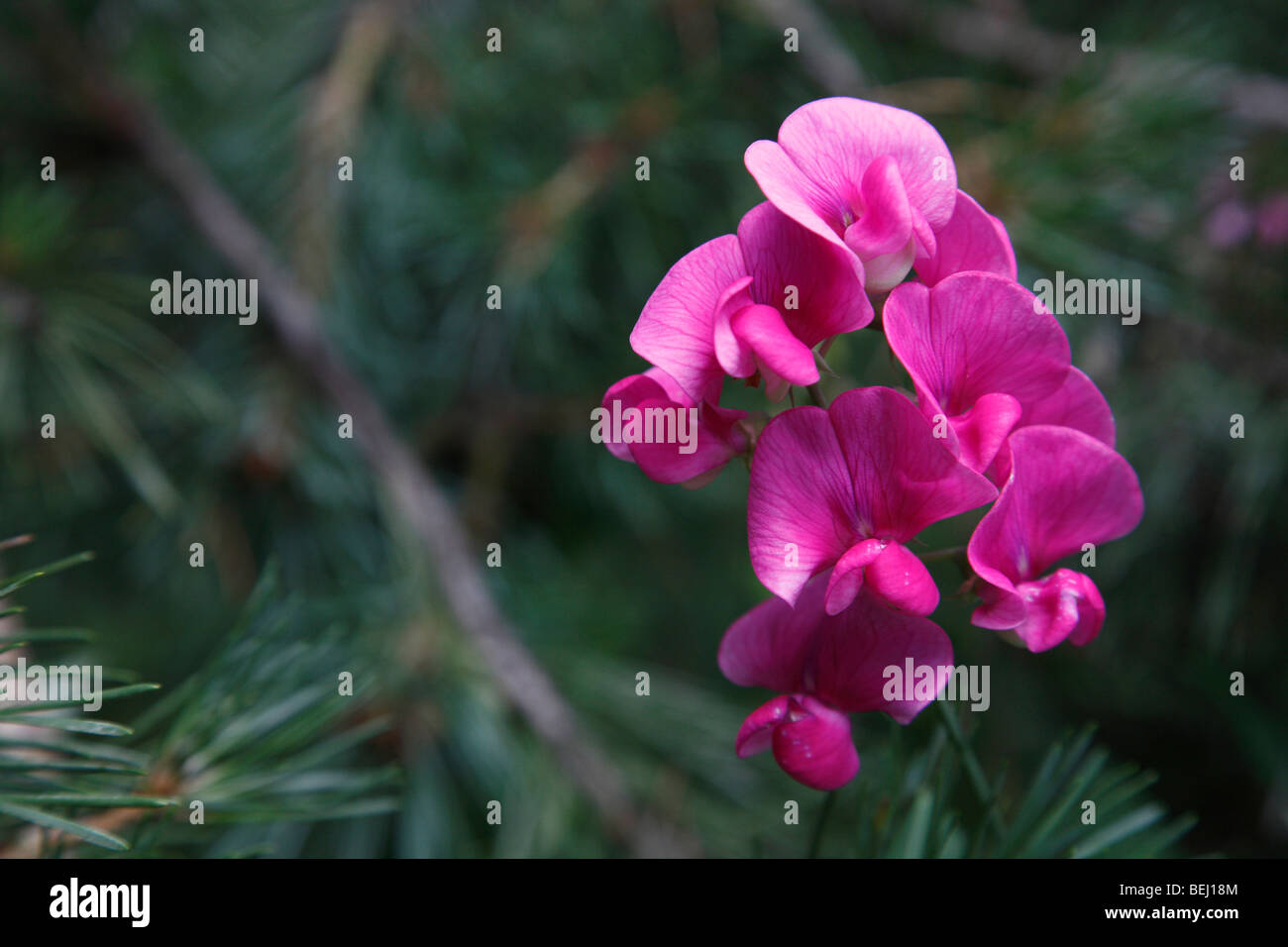 Pink Beach Pea wildflowers Lathyrus japonicus sweet pea matucana from above overhead blurry blurred background in USA hi-res Stock Photo