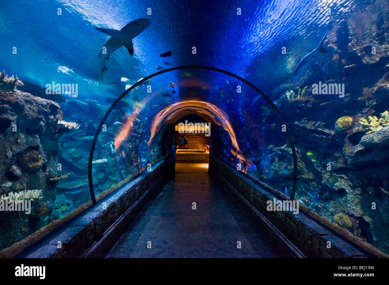 PHOTO DESCRIPTION: A shark tunnel at the Mandalay Bay Shark Reef