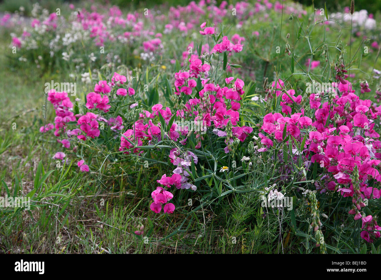 Pink Beach Pea wildflowers Lathyrus japonicus sweet pea matucana from above overhead nobody iblurred blurry background in USA hi-res Stock Photo