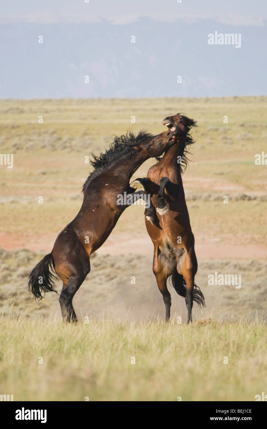 Mustang Horse (Equus caballus), stallions fighting, Pryor Mountain Wild