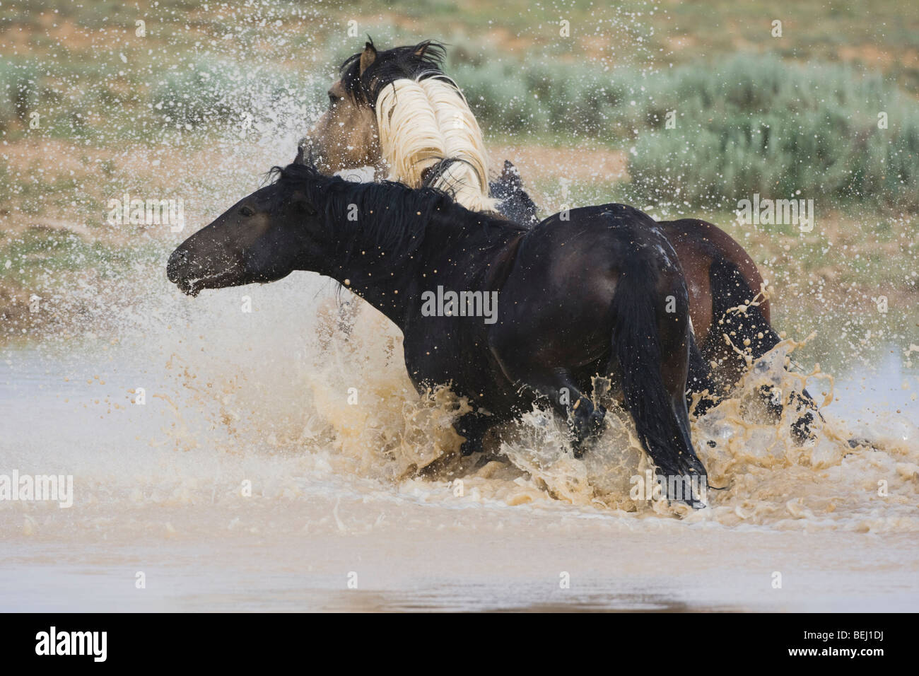 Mustang Horse (Equus caballus), herd running in pond, Pryor Mountain Wild Horse Range, Montana, USA Stock Photo