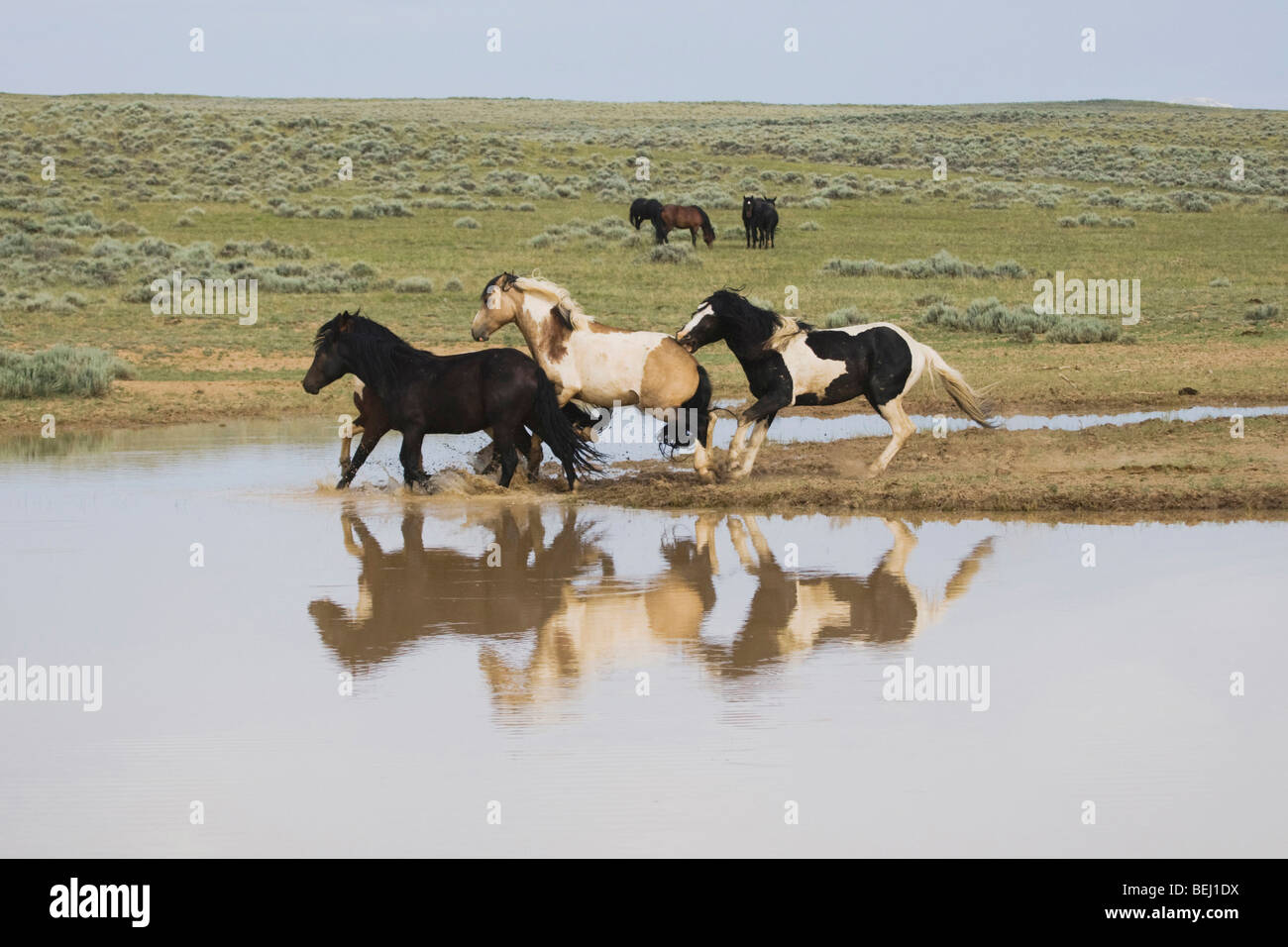 Mustang Horse (Equus caballus), herd running, Pryor Mountain Wild Horse