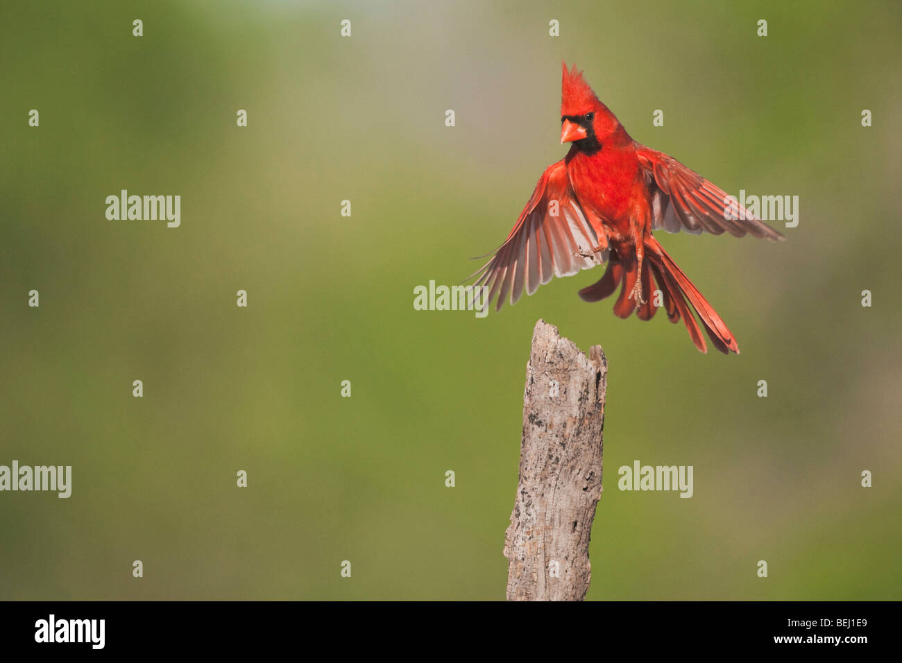 Northern Cardinal (Cardinalis cardinalis), male landing, Sinton, Corpus Christi, Coastal Bend, Texas, USA Stock Photo
