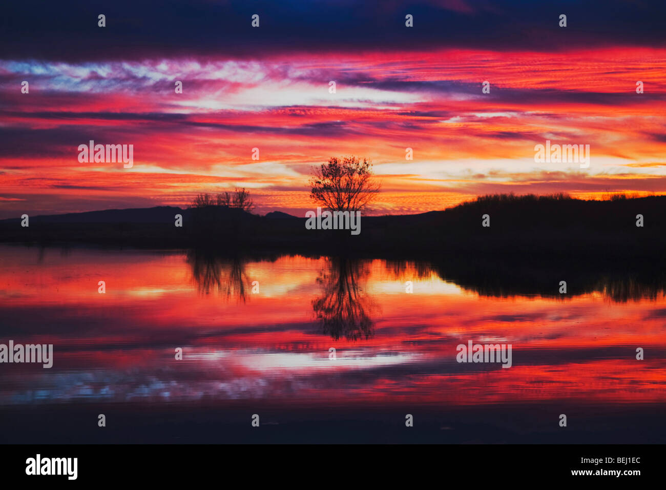 Bosque Del Apache Sunset Tree High Resolution Stock Photography and ...