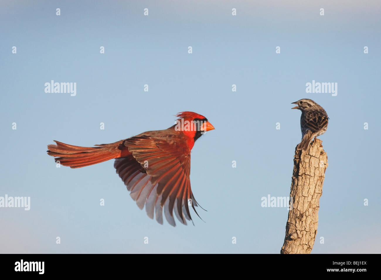 Northern Cardinal (Cardinalis cardinalis) and Savannah Sparrow male landing, Sinton, Corpus Christi, Coastal Bend, Texas, USA Stock Photo