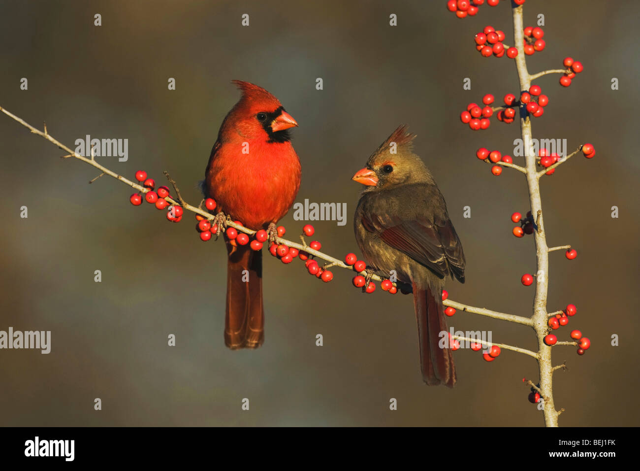 Northern Cardinal (Cardinalis cardinalis), pair eating Possum Haw Holly