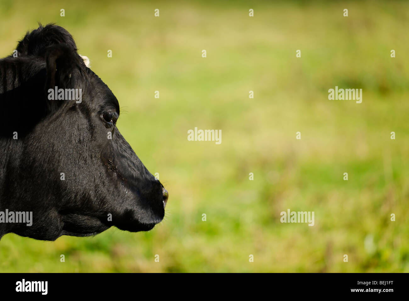 Friesian Cow - Landscape profile Stock Photo