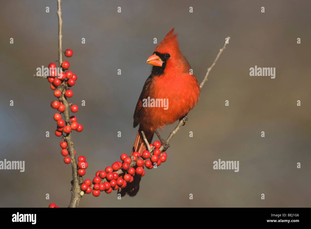 Northern Cardinal (Cardinalis cardinalis), male eating Possum Haw Holly (Ilex decidua) berries, Bandera, Hill Country, Texas Stock Photo