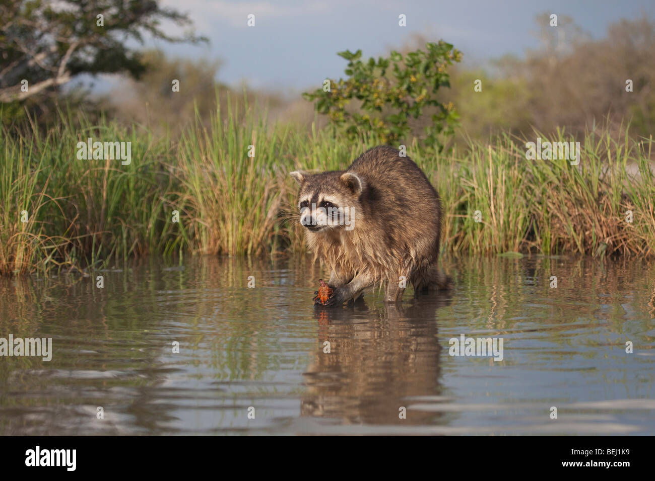 Northern Raccoon (Procyon lotor), adult in water eating Crayfish, Crawfish,Corpus Christi, Coastal Bend, Texas, USA Stock Photo
