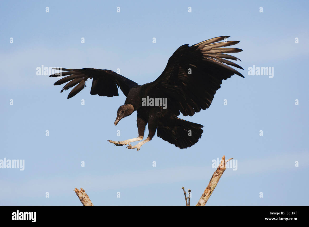 Black Vulture (Coragyps atratus), adult landing on bush, Sinton, Corpus Christi, Coastal Bend, Texas, USA Stock Photo