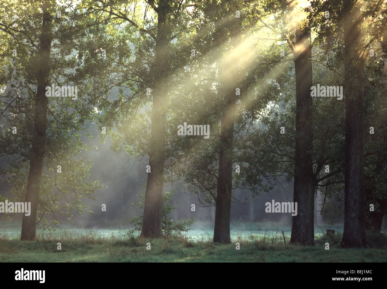 Row of Poplars (Populus sp.) with sunrise and mist, Belgium Stock Photo