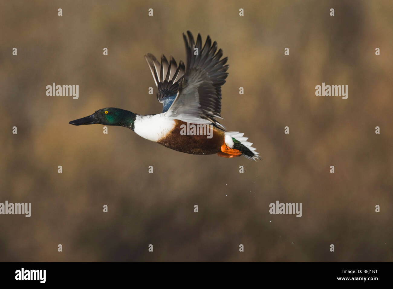 Timothy the classic waterfowl hunter. Timothy sports the classic face paint  for the morning waterfowl hunt Stock Photo - Alamy