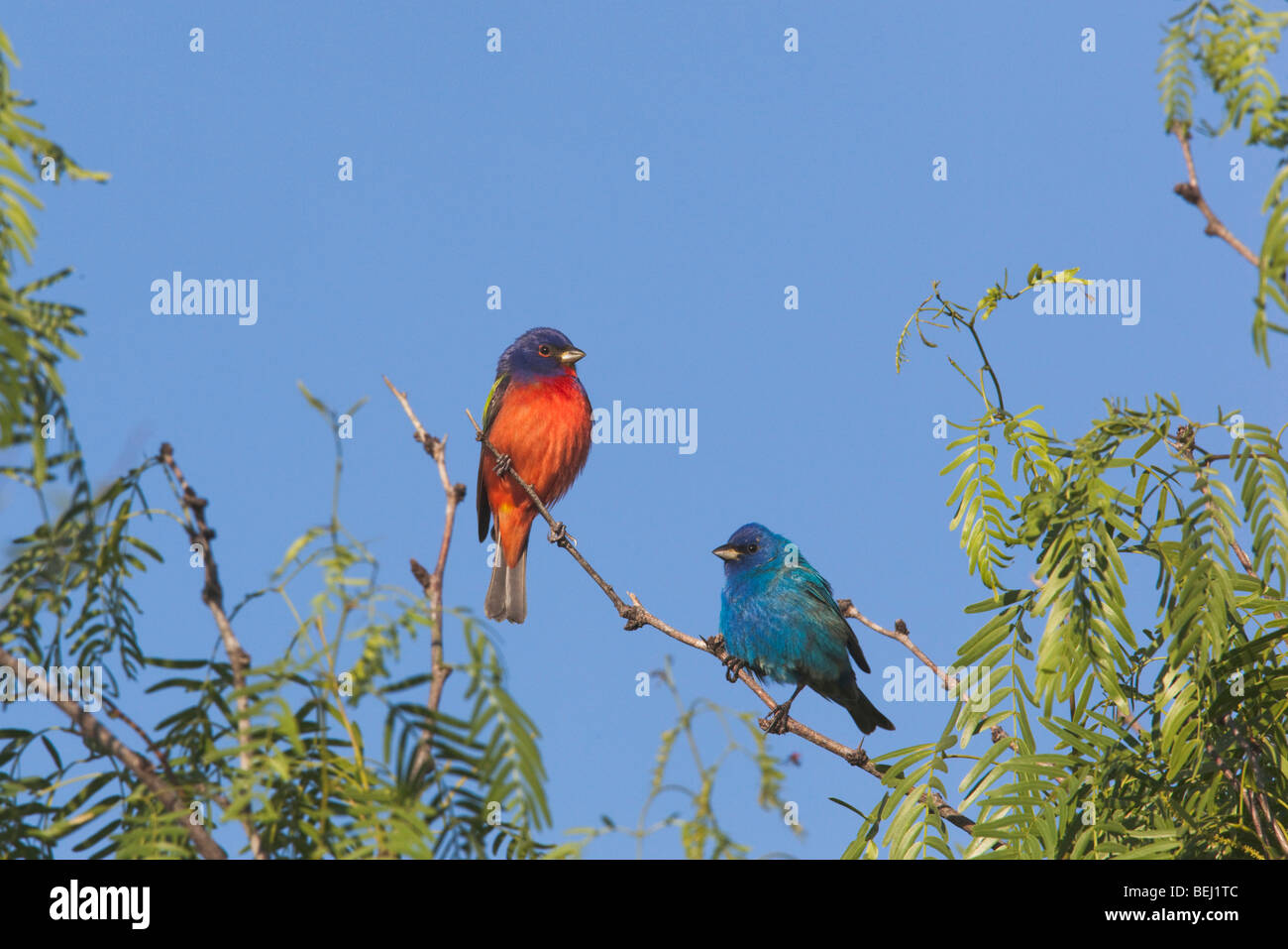 Painted Bunting (Passerina ciris), male and Indigo Bunting male perched