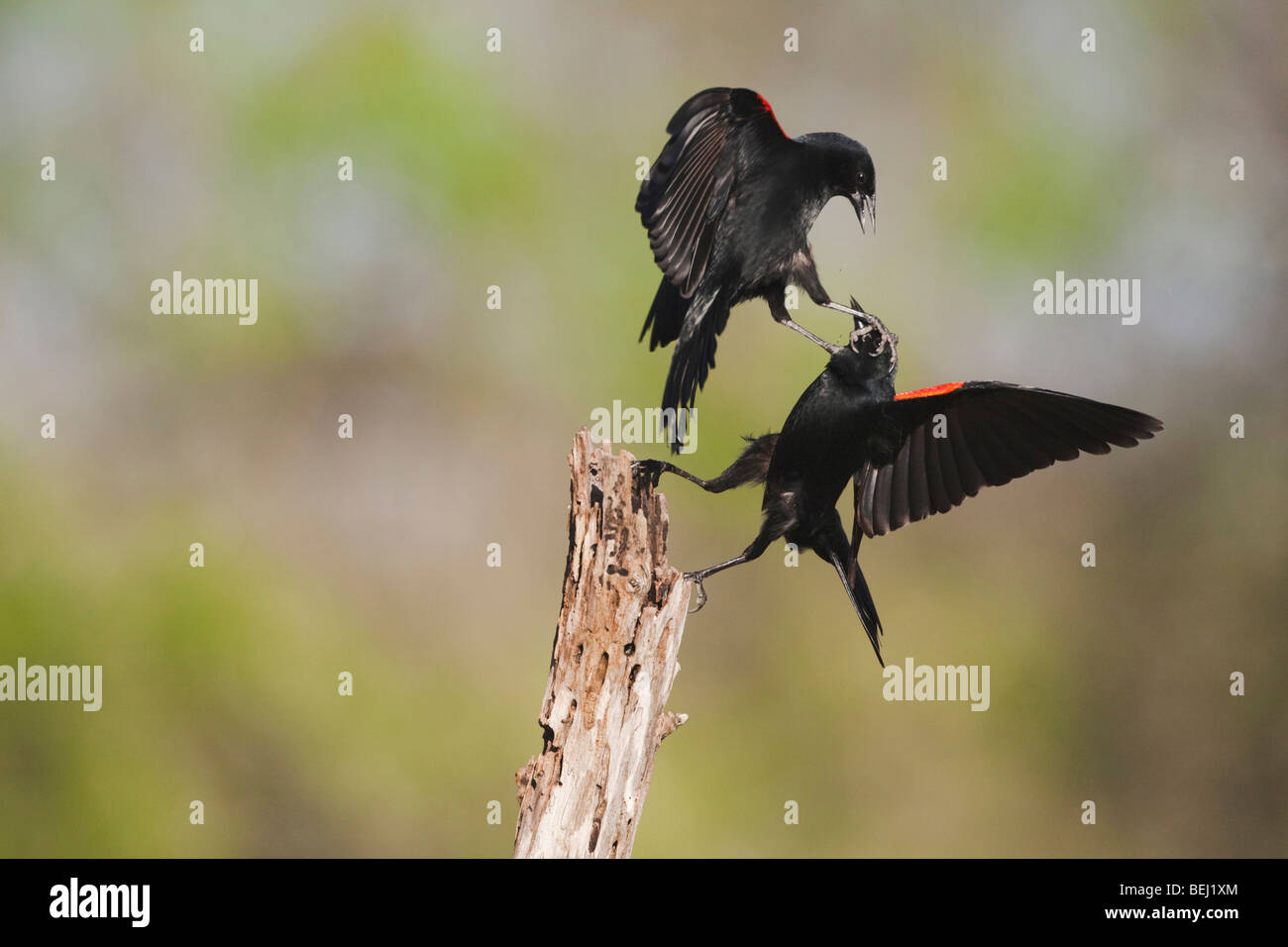 Red-winged Blackbird (Agelaius phoeniceus), males fighting, Sinton, Corpus Christi, Coastal Bend, Texas, USA Stock Photo