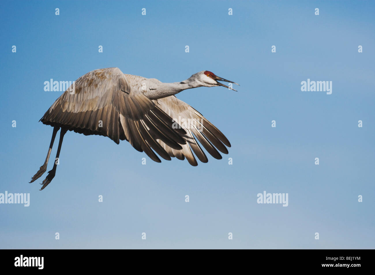 Sandhill Crane (Grus canadensis), adult in flight, Bosque del Apache National Wildlife Refuge , New Mexico, USA, Stock Photo