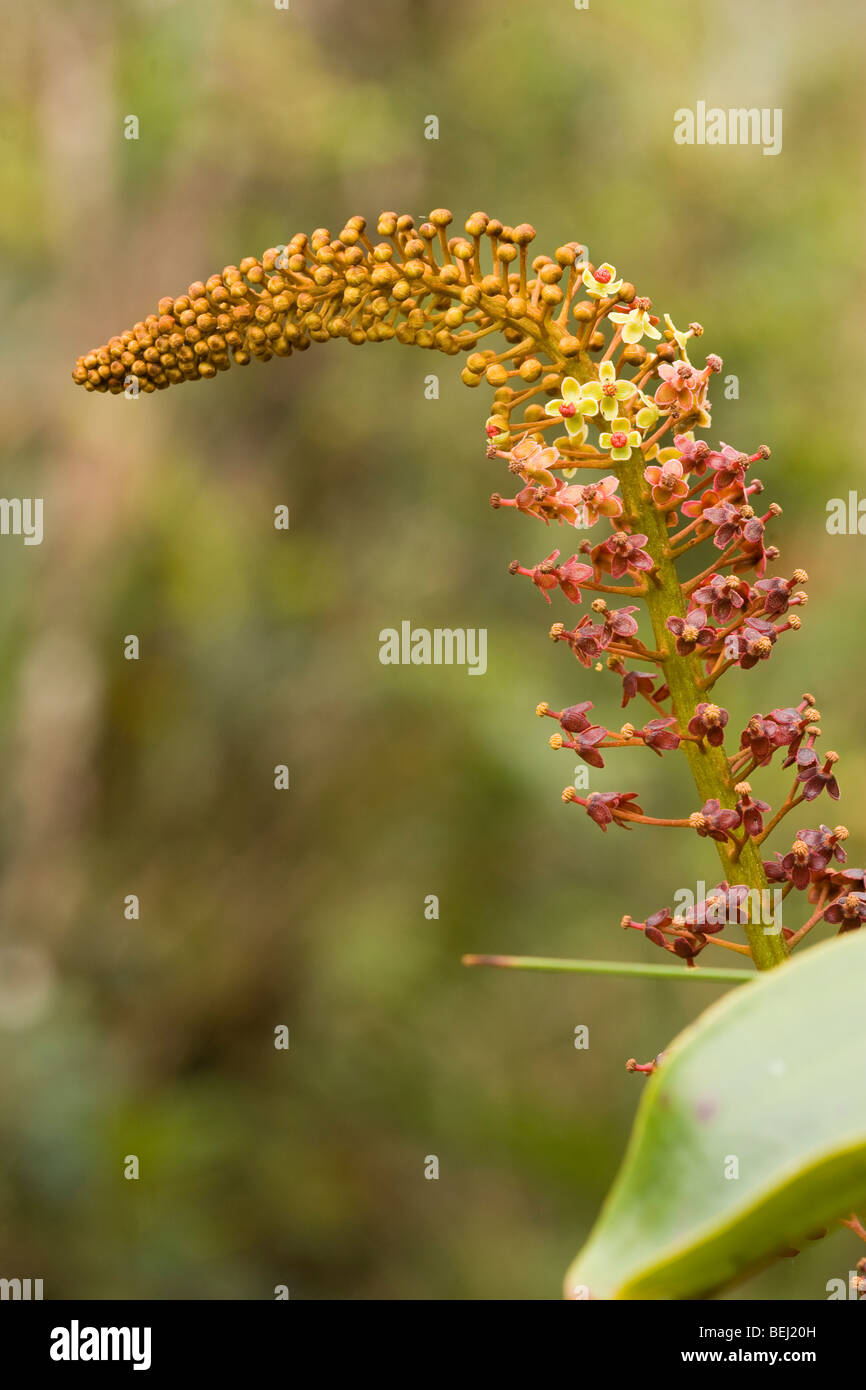 Old Raja Pitcher Nepenthes rajah hi-res stock photography and images - Alamy
