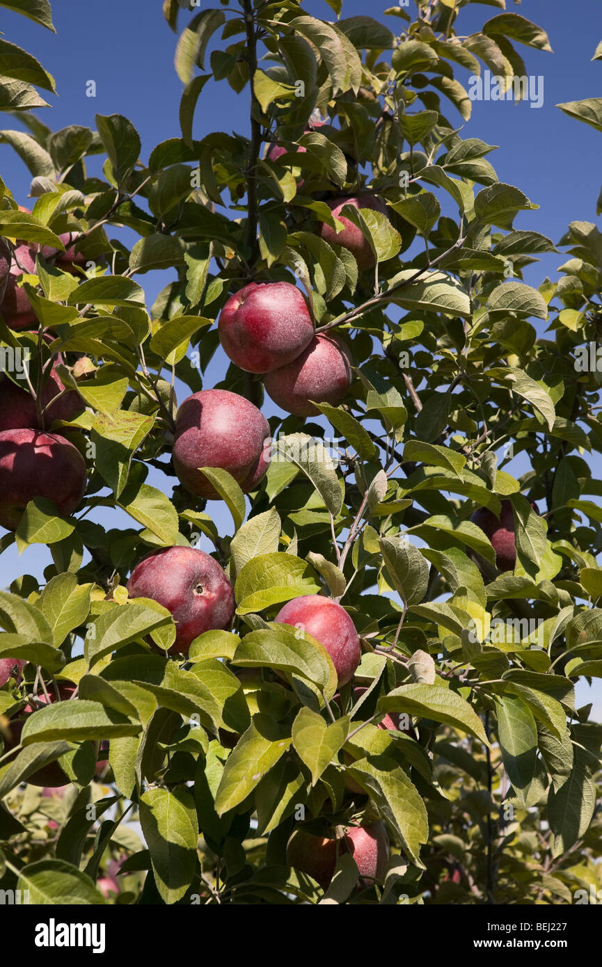 Macoun apple tree hires stock photography and images Alamy