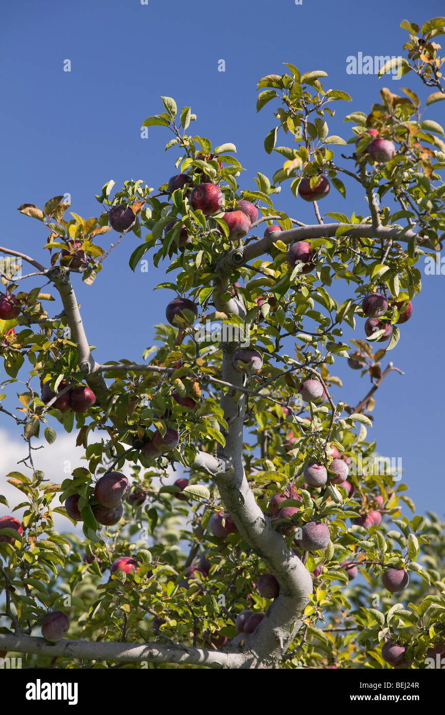 Macoun apple tree hires stock photography and images Alamy