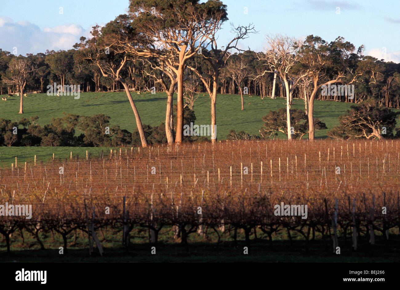 Vineyard Cullen Wines Margaret River Western Australia Australia Stock Photo