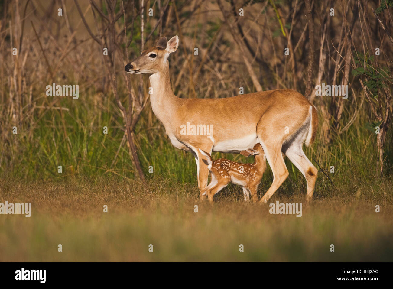White-tailed Deer (Odocoileus virginianus), Mother with fawn suckling, Sinton, Corpus Christi, Coastal Bend, Texas, USA Stock Photo