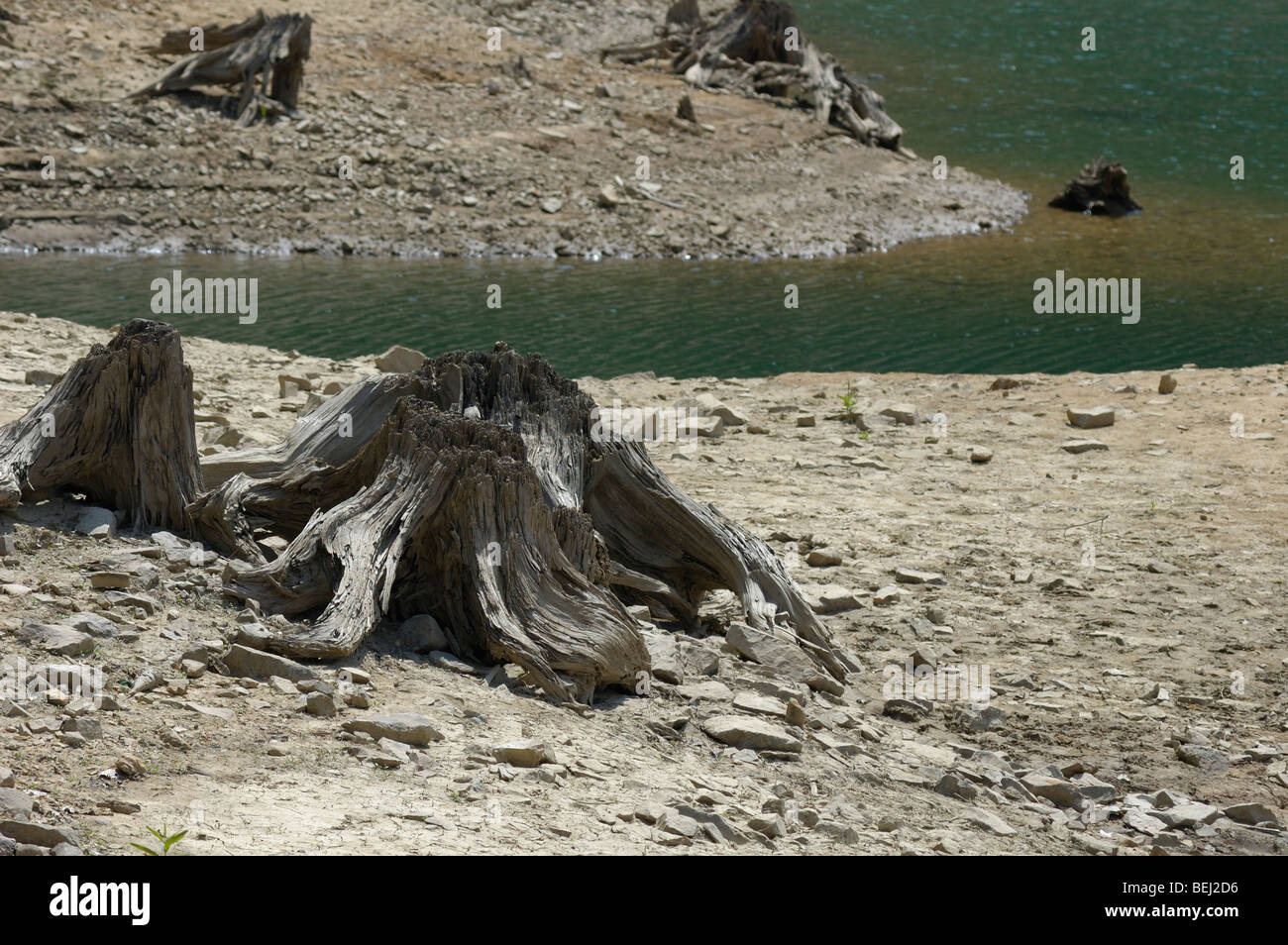 Stumps on shore of Lokvarsko jezero lake near Lokve, Croatia, Europe Stock Photo