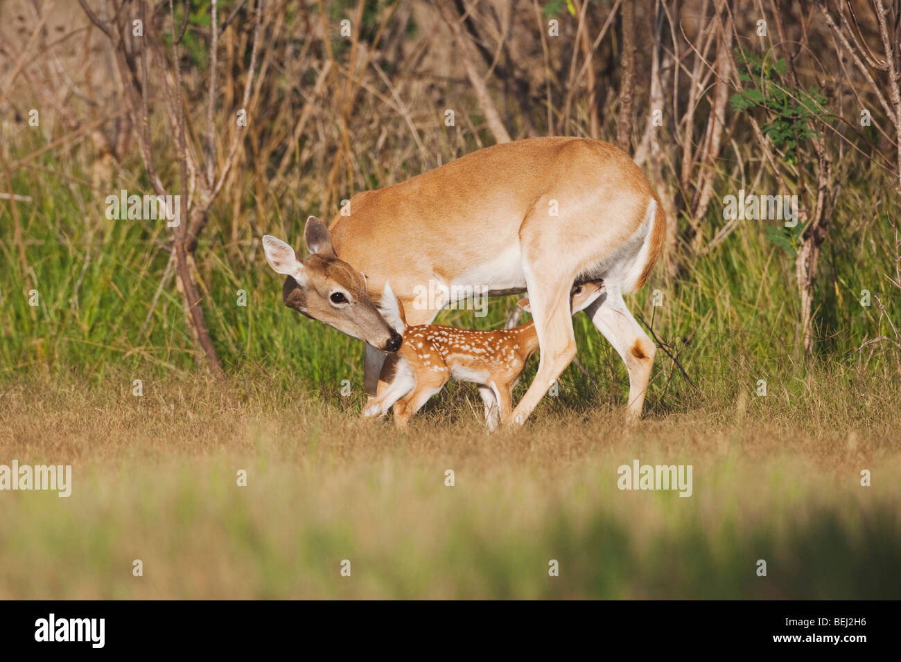 Whitetailed Deer (Odocoileus virginianus), Mother with fawn suckling