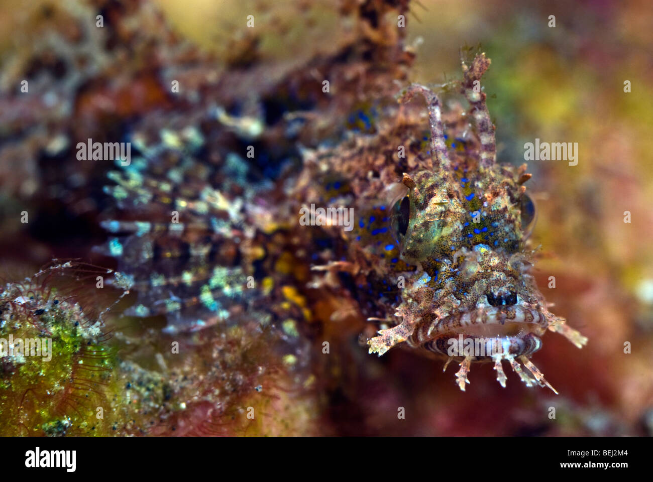 Scorpion fish under water. Stock Photo