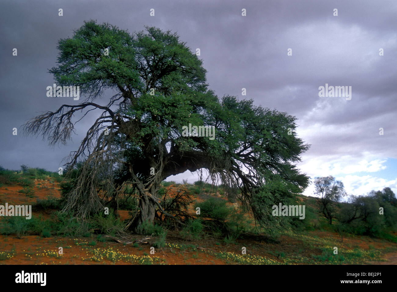 Camelthorn tree (Acacia erioloba) in the Kalahari desert during the