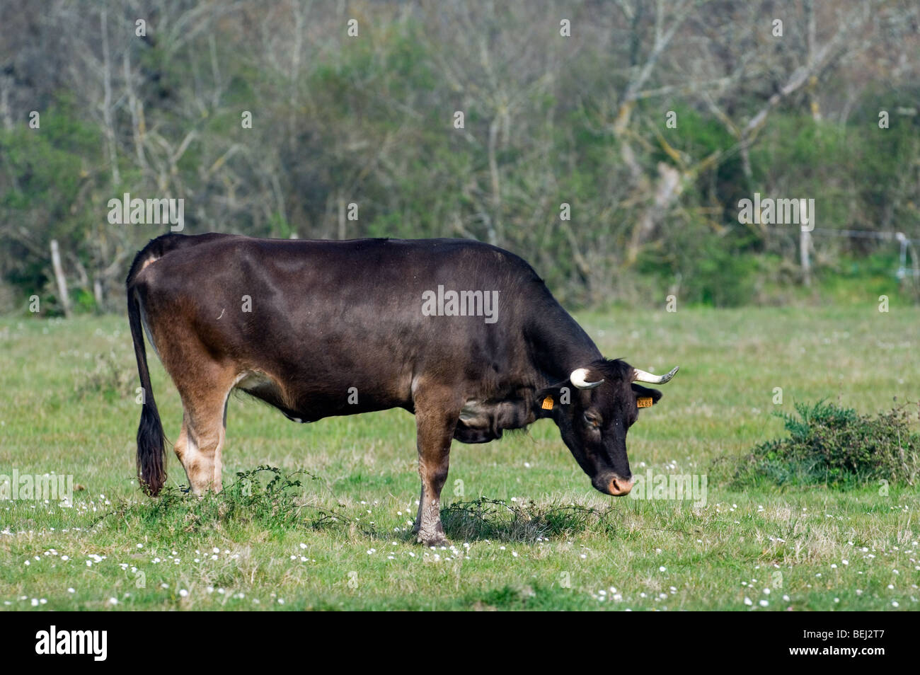 Aure et Saint-Girons / Casta cow, French breed of cattle grazing in field, La Brenne, France Stock Photo