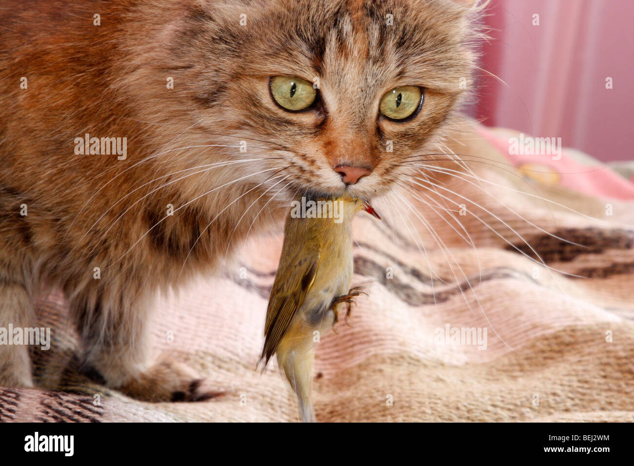 A home cat is caught here with a tiny bill bird in the mouth. When we took the bird out from cat's mouth it's turned to be alive and flew away Stock Photo